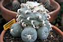 LOPHOPHORA WILLIAMSII_INNESTO.jpg